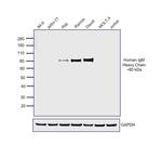 Goat anti-Human IgM Secondary Antibody, HRP