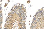 RAB13 Antibody in Immunohistochemistry (Paraffin) (IHC (P))