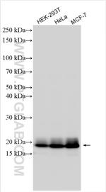 RAB13 Antibody in Western Blot (WB)