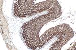 DPCR1 Antibody in Immunohistochemistry (Paraffin) (IHC (P))
