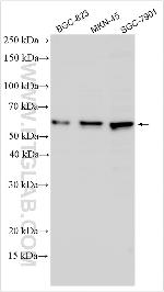 DPCR1 Antibody in Western Blot (WB)