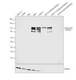 Human IgG (H+L) Cross-Adsorbed Secondary Antibody