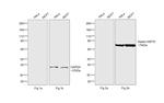 Human IgG (H+L) Cross-Adsorbed Secondary Antibody in Western Blot (WB)