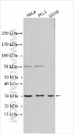 NDRG3 Antibody in Western Blot (WB)