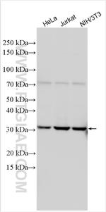 NEK7 Antibody in Western Blot (WB)