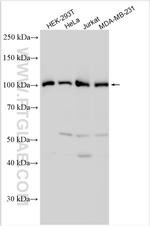 CORO7 Antibody in Western Blot (WB)