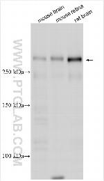 UNC79 Antibody in Western Blot (WB)