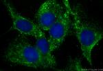 C20orf26 Antibody in Immunocytochemistry (ICC/IF)
