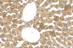 C20orf26 Antibody in Immunohistochemistry (Paraffin) (IHC (P))