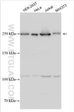 INTS1 Antibody in Western Blot (WB)