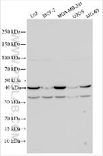 SLC2A4RG Antibody in Western Blot (WB)