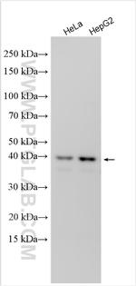 GNA12 Antibody in Western Blot (WB)