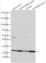 SLC35B3 Antibody in Western Blot (WB)