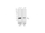 Mouse IgG F(ab')2 Secondary Antibody in Western Blot (WB)