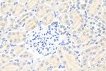SLC8A2 Antibody in Immunohistochemistry (Paraffin) (IHC (P))