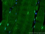 TMEM109 Antibody in Immunohistochemistry (Paraffin) (IHC (P))