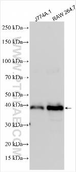 TMEM109 Antibody in Western Blot (WB)