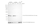F(ab')2-Goat anti-Mouse IgG (H+L) Cross-Adsorbed Secondary Antibody, HRP