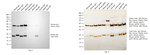 Mouse IgG (H+L) Cross-Adsorbed Secondary Antibody in Western Blot (WB)