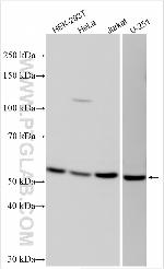 WDR21A Antibody in Western Blot (WB)