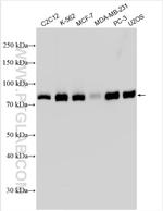 WASF2 Antibody in Western Blot (WB)