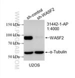 WASF2 Antibody in Western Blot (WB)