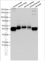 CD200 Antibody in Western Blot (WB)