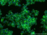 CD155/PVR Antibody in Immunocytochemistry (ICC/IF)
