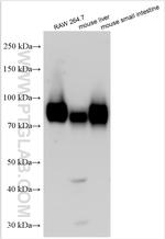 CD155/PVR Antibody in Western Blot (WB)