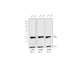 F(ab')2-Goat anti-Mouse IgG, IgM (H+L) Cross-Adsorbed Secondary Antibody, HRP