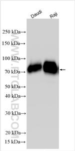 CD86 Antibody in Western Blot (WB)