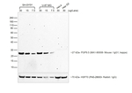 Rabbit anti-Mouse IgG (H+L) Secondary Antibody, HRP