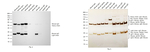 Mouse IgG (H+L) Secondary Antibody in Western Blot (WB)