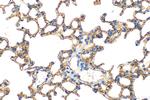 ICAM-1/CD54 Antibody in Immunohistochemistry (Paraffin) (IHC (P))