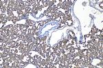 ICAM-1/CD54 Antibody in Immunohistochemistry (Paraffin) (IHC (P))