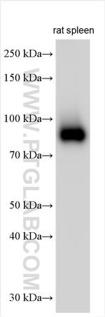 ICAM-1/CD54 Antibody in Western Blot (WB)