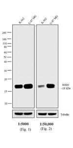 Rabbit anti-Mouse IgG F(ab')2 Secondary Antibody, HRP