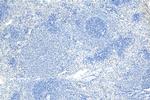 Lipocalin-2/Ngal Antibody in Immunohistochemistry (Paraffin) (IHC (P))