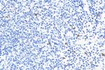 Lipocalin-2/Ngal Antibody in Immunohistochemistry (Paraffin) (IHC (P))