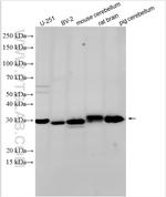 Apolipoprotein E Antibody in Western Blot (WB)