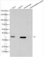 Apolipoprotein E Antibody in Western Blot (WB)