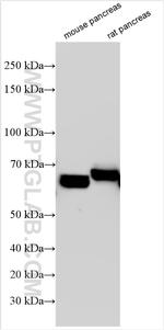 PDIA2 Antibody in Western Blot (WB)