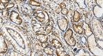 HSD17B12 Antibody in Immunohistochemistry (Paraffin) (IHC (P))