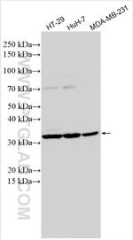 HSD17B12 Antibody in Western Blot (WB)