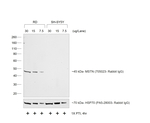 Goat anti-Rabbit IgG (H+L) Secondary Antibody, HRP