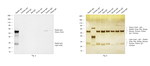 Rabbit IgG (H+L) Secondary Antibody in Western Blot (WB)