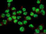 E2F6 Antibody in Immunocytochemistry (ICC/IF)
