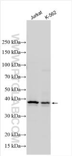 E2F6 Antibody in Western Blot (WB)
