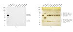 Rabbit IgG (H+L) Cross-Adsorbed Secondary Antibody