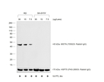 Mouse anti-Rabbit IgG (H+L) Cross-Adsorbed Secondary Antibody, HRP